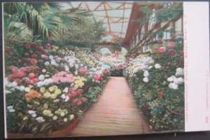 Chrysanthemum Display Bronx Park NYC NY Illustrated Post Card Co 1978 