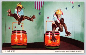 Animals~Missouri~St Louis Zoo~Oofie Chimpanzee~Barrel~Rollerskates~1950s PC