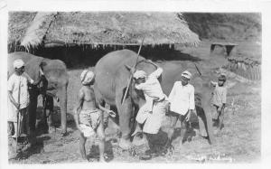 br104266 elephants real photo india