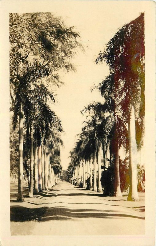 Hawaii 1922 Avenue of Palms Postcard RPPC 24-7887