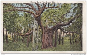 Banyan Tree , PALM BEACH , Florida , 00-10s