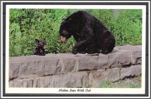 Wisconsin, Mother Bear With Cub - [WI-175]