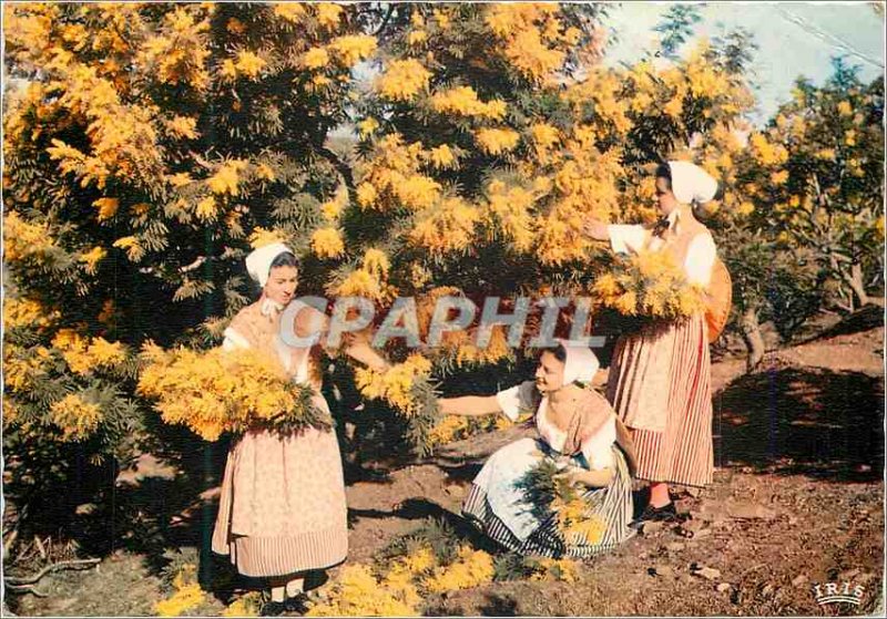 Postcard Modern Academy Provencale Cannes Provence Collection Section Lower M...