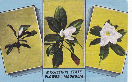 Mississippi State Flower The Magnolia