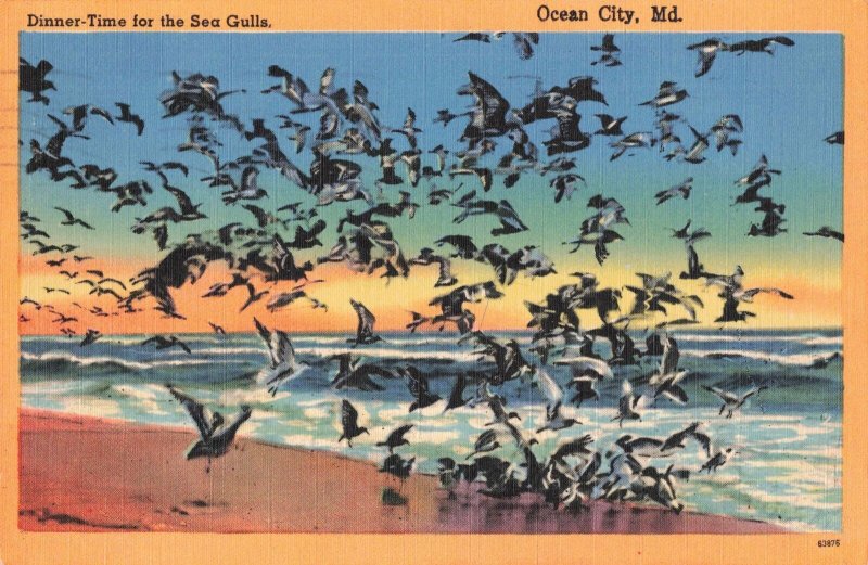 circa 1960 Sea Gulls Ocean City Md. Postcard 2R5-454