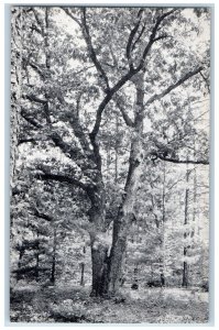 c1950 The Enchanted Oak Stanley Park Stanley Home Products Westfield MA Postcard