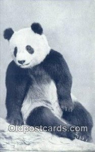 Field Museum, Chicago, Ill, USA Bear Postcard