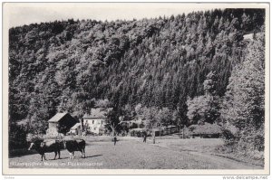 RP: Hummericher Muhle in FOCKENBACHTAL, Rhine-Palatinate, Germany, Cattle, PU...