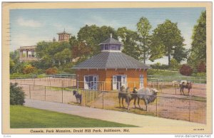 Camels, Park Mansion, Druid Hill Park, Baltimore, Maryland, PU-1956