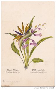 SOUTH AFRICA, 1900-1910's; Crane Flower, Wild Hyacinth, South African Flora