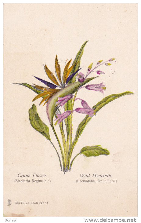 SOUTH AFRICA, 1900-1910's; Crane Flower, Wild Hyacinth, South African Flora