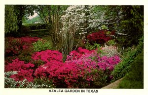 TX - Tyler. Azalea Garden