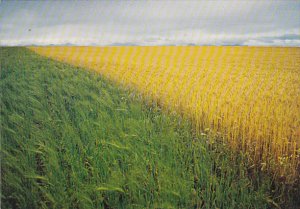 Canada Canadian Wheat Fields British Columbia