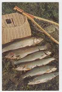 P2878 vintage photo postcard fishing nice size trout with net and creel