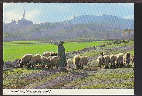Shepherds Field Bethlehem Israel Postcard BIN 