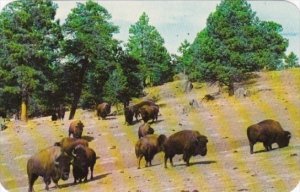 Buffalo Herd Colorado Mountains