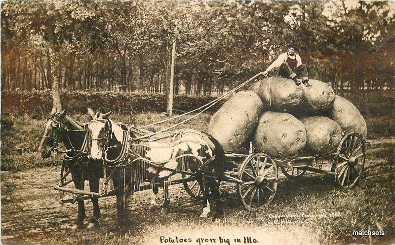 C-1910 Martin Missouri Farming Agriculture Potato Exaggeration RPPC 4081