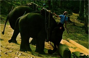 CPM AK THAILAND Two trained Elephants Lifting a heavy Teak-Wood Log (344582)