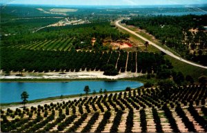 Florida Clermont Aerial View Orange Groves Seen From Citrus Tower 1974