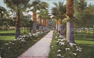 California Long Beach Scene At The Park 1913