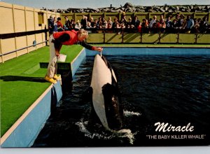 Canada Victoria Sealand Of The Pacific Miracle The Baby Killer Whale