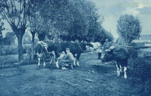 Vintage Postcard 1910's Dutch Milkmaid Milking Cow Dairy Holland Netherlands