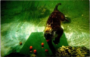 Florida Miami Monkey Jungle Playful Monkey Enjoying A Swim