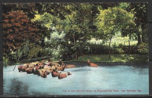 Texas, San Antonio - Brackenridge Park Elk - [TX-045]