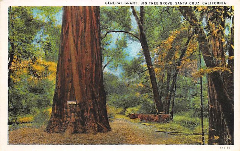 General Grant Big Tree Grove Santa Cruz CA