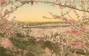 Postcard Beautiful Spring flower scene hand colored Sunny Scenes 23-8793