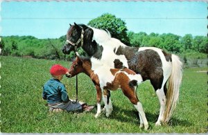 Mare And Foul WIth Young Boy Goods Store Parham Ontario Postcard