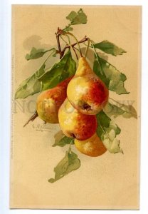 497555 Catherine KLEIN Sweet PEARS on Tree Vintage postcard Meissner #1271