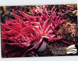 Postcard Giant anemone, The Florida Aquarium, Tampa, Florida