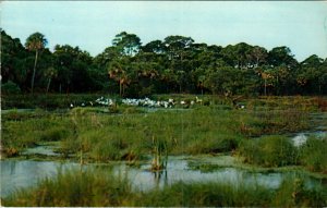 Snowy Egrets Birds,Hilton Head Island,SC