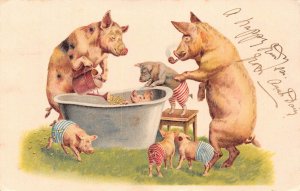 L348 Greetings 1903 Humanized Pigs bath time piglets comic vintage postcard