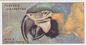 Player Cigarette Card Curious Beaks No 31 Blue &  Yellow Macaw