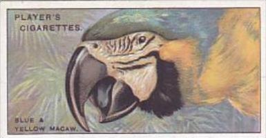 Player Cigarette Card Curious Beaks No 31 Blue &  Yellow Macaw