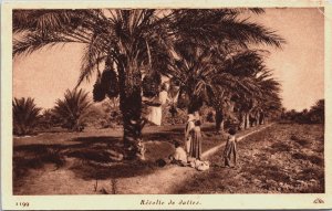 Algeria Recolte de Dattes Vintage Postcard C194