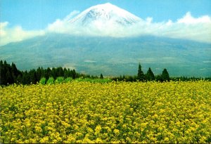 Japan Mount Fuji and Field Of Rape