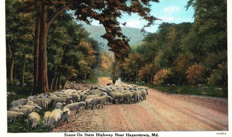 Vintage Postcard Group of Sheep on State Highway near Hagerstown Maryland M.D.