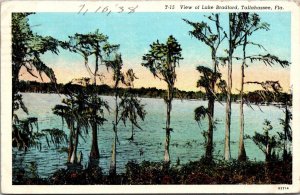 Florida Tallahassee View Of Lake Bradford 1938 Curteich