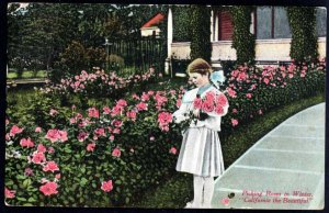 California Picking Roses in Winter California the Beautiful pm1911 Divided Back