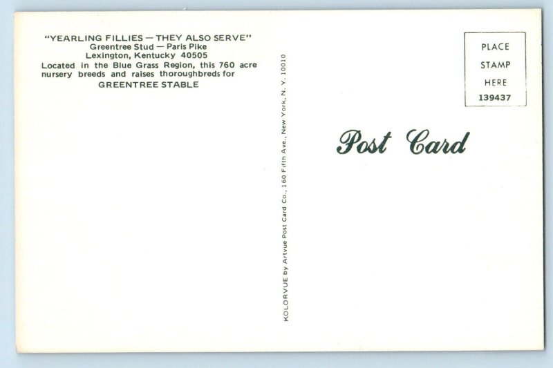 Lexington Kentucky KY Postcard Yearling Fillies Greentree Stud Paris Pike c1960