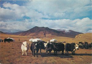 Mongolia yaks scenic postcard