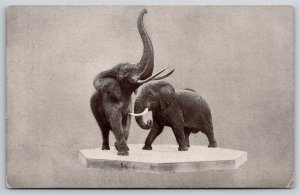 Animals~African Elephant Museum Natural History Chicago B&W~Vintage Postcard
