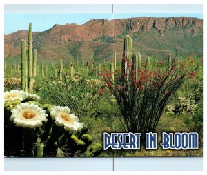 Desert Bloom Arizona Plant Life Mountains Landscape Chrome Postcard WOB Posted 