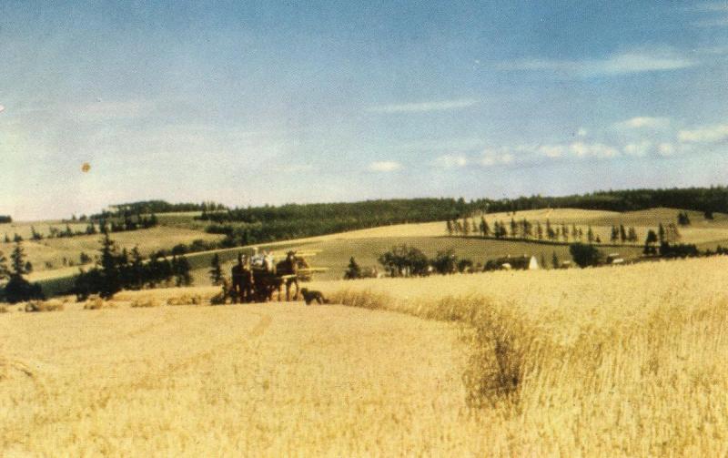 Canada - Prince Edward Island. Harvest Time