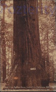 GIANT BIG  TREE GROVE SANTA CRUZ #1 CALIFORNIA