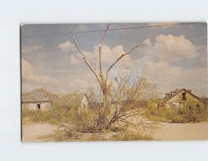 Postcard The Hanging Tree, Langtry, Texas