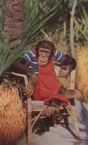 Farmer Chimpanzee Smoking A Pipe Vintage Postcard